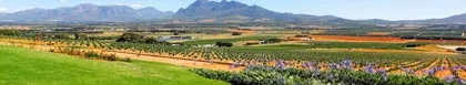 Cape Winelands & Breede Valley, Western Cape - Deal Direct, Pay Less