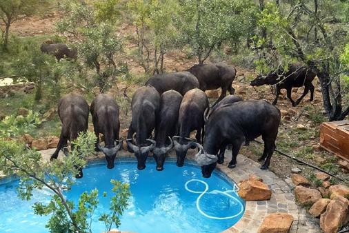 25 Cyferfontein Mabalingwe