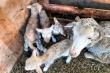 6/44 - Lambing season - Rietpoort Game and Guest Farm