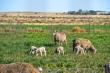 44/44 - Explore our working sheep farm - Rietpoort Game and Guest Farm
