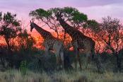 2/27 - Stunning sunsets - Mooiplasie Bush Camp