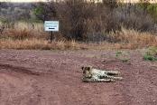 26/27 - Turn left at the cheetah!  - Mooiplasie Bush Camp