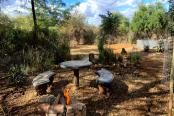 19/29 - Garden braai area
