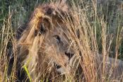 28/29 - Kruger sightings