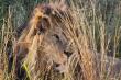 28/29 - Kruger sightings