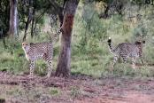29/29 - Kruger sightings