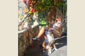 13/66 - Fynbos Cottage - Self catering in Ceres