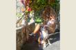 13/66 - Fynbos Cottage - Self catering in Ceres